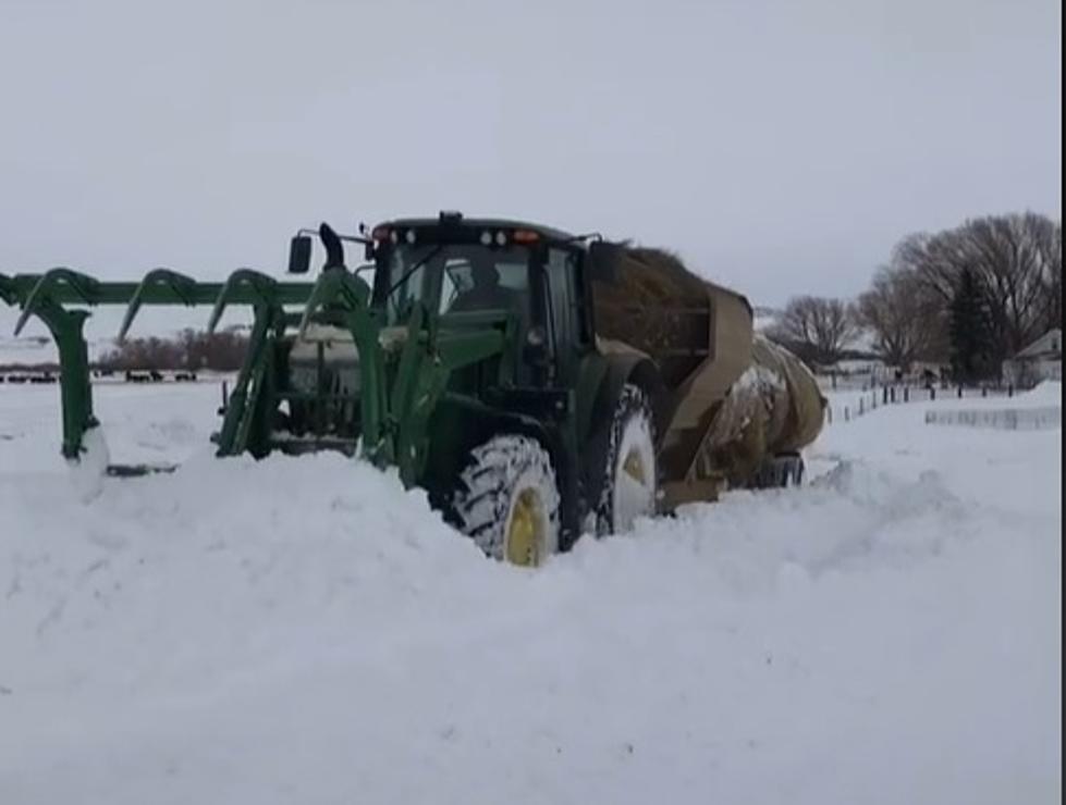 WATCH: Wyoming Ranchers Battling Spring Blizzard To Feed Cows