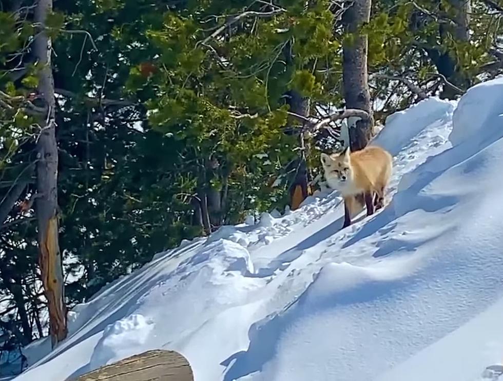 Watch a Hiker in Yellowstone Have a Rare Encounter with a Red Fox
