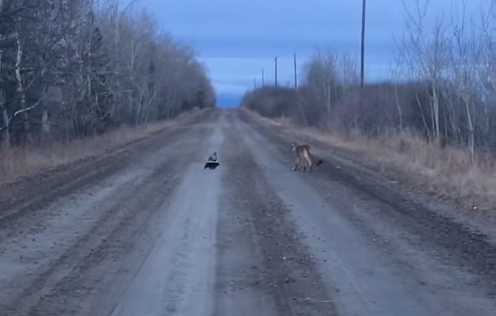 Wildlife Flashback: When a Skunk Showed a Cougar Who’s Boss
