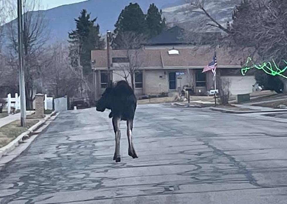 Utah People Wake Up to Find a Moose Has Taken Over Neighborhood