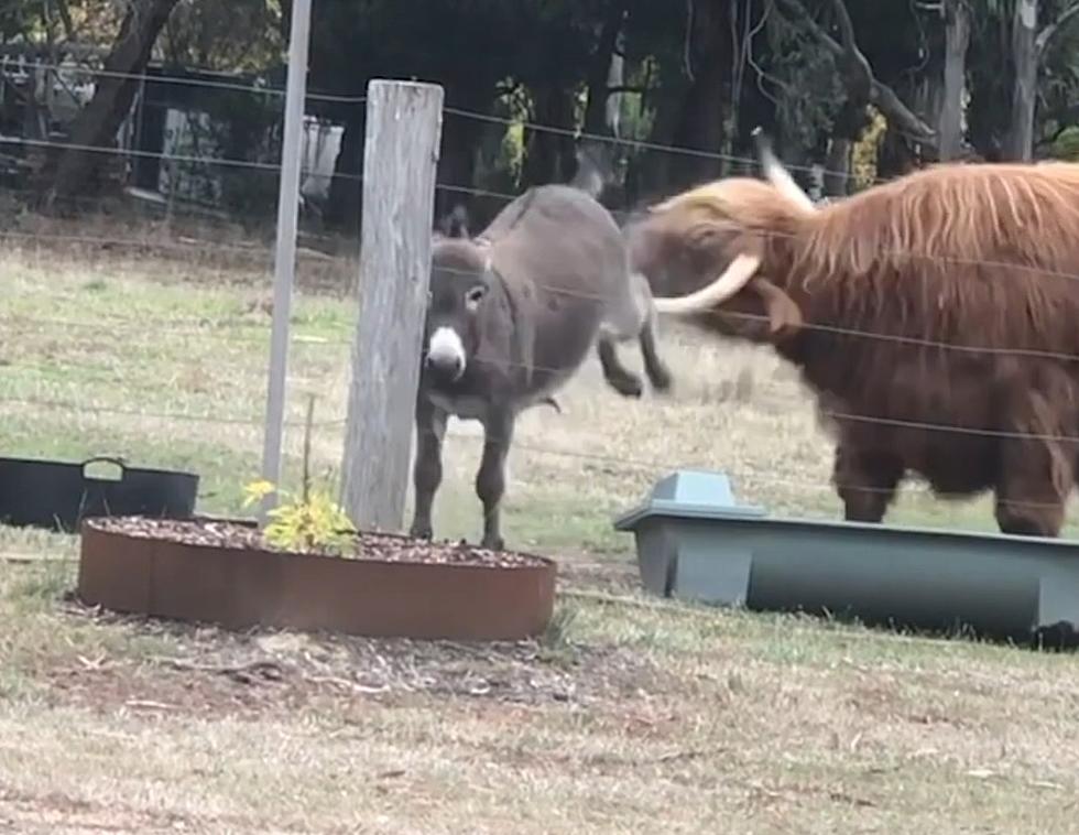 Watch a Donkey Named Wallace Show How to Protect Your Food