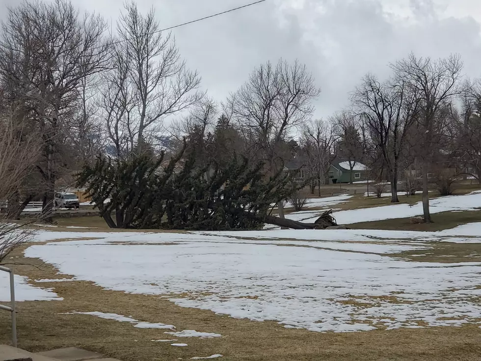 Sad: Wind Brings Down Leaning Tree in Casper&#8217;s Washington Park