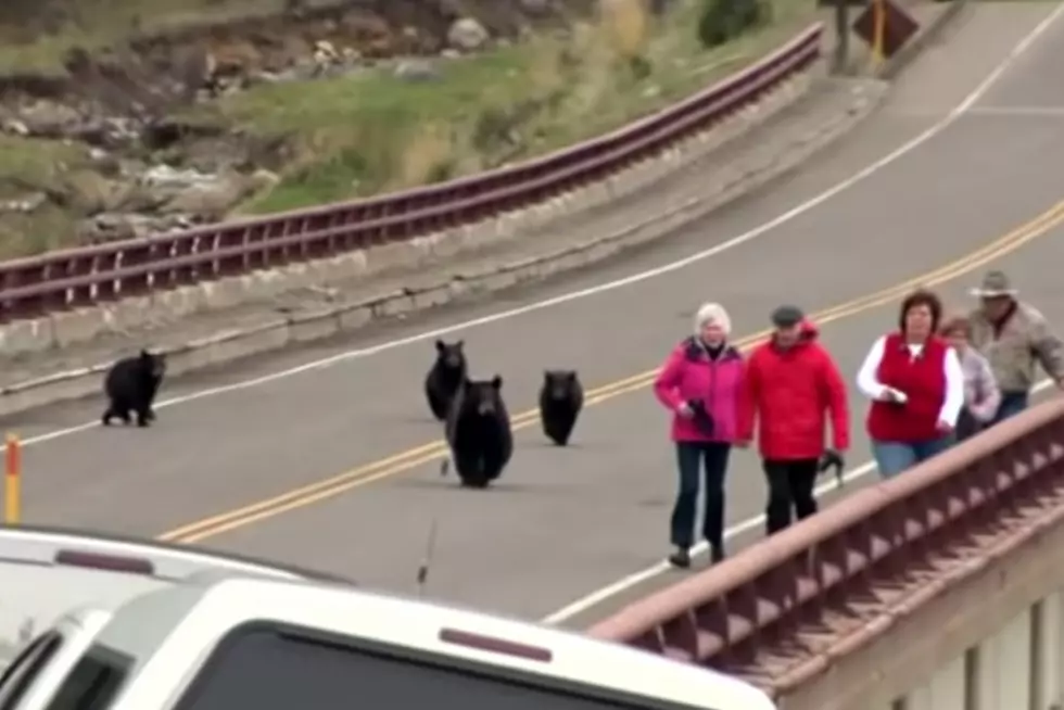 Yellowstone Flashback: When Black Bears Chased the Tourists
