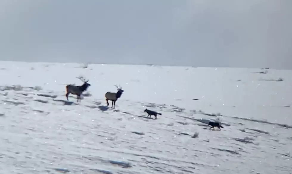 Watch 3 Yellowstone Wolves “Test” a Couple Bull Elk