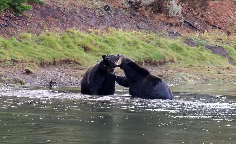 Yellowstone Flashback: When 2 Huge Grizzlies Clashed in the River
