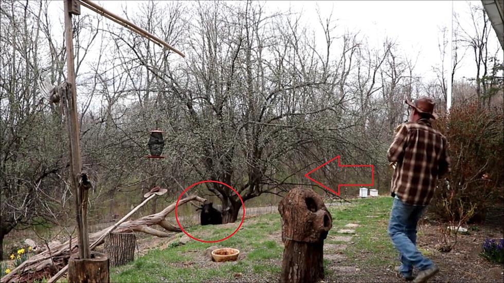 This Guy Scared Bears Away with Really Bad Saxophone Playing