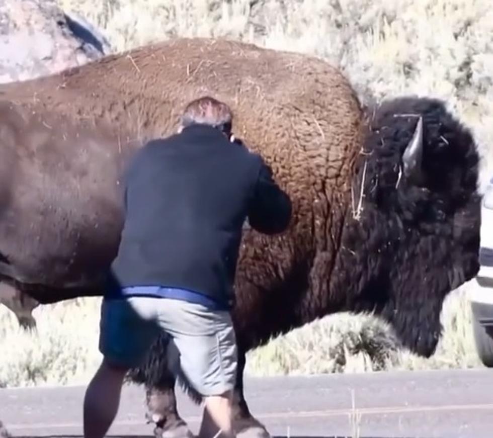 Geniuses Tempt Fate by Getting THIS Close to Yellowstone Bison