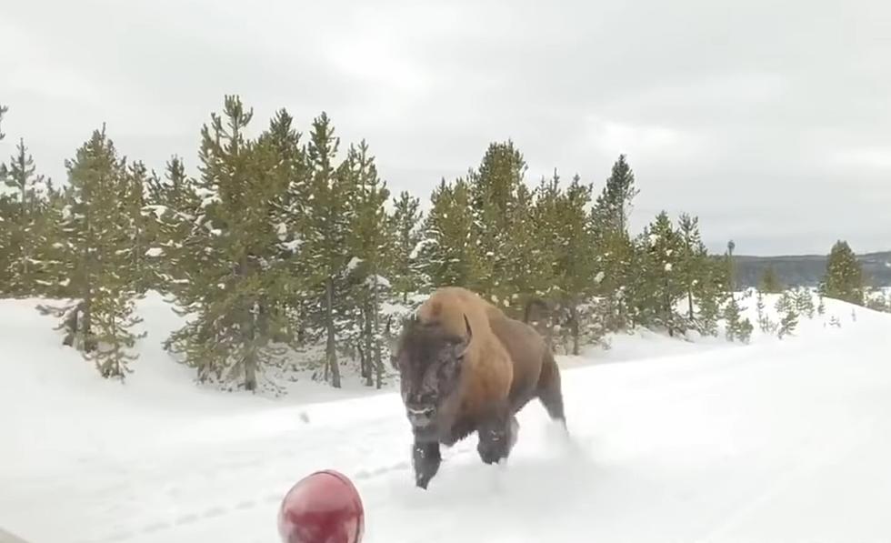 Yellowstone Flashback: When a Thundering Bison Set a Speed Record