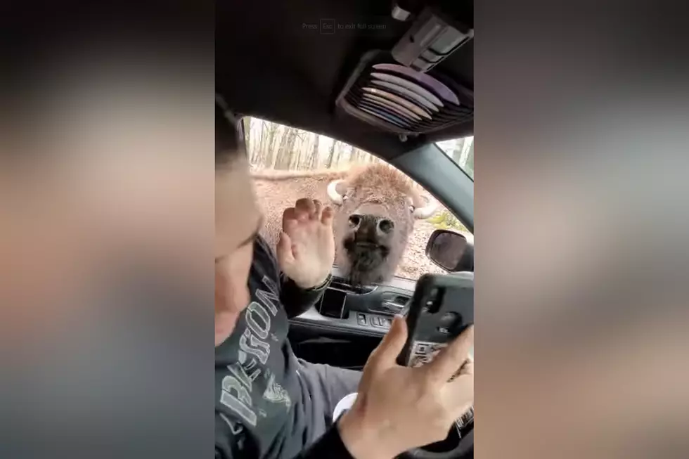 Fun Video Shows a Bison that Casually Sneezed into a Guy’s Mouth