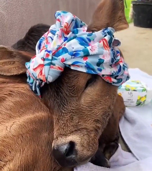 Yes, Cow Spa Days ARE A Thing...And Its Adorable pic