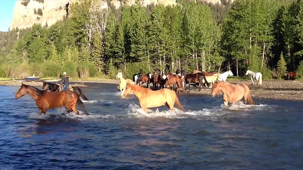 Iconic Wyoming: Watch Cowboys Drive Horses Across a River
