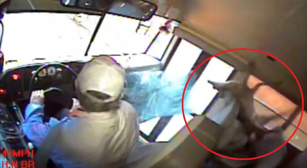 Video Shows Deer Crash Through a Bus Window and Escape Unharmed