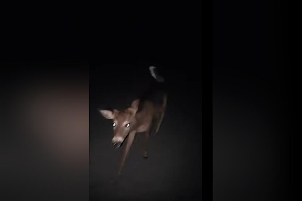 A Woman’s Car Broke Down Then She Was Followed 3 Hours By a Deer