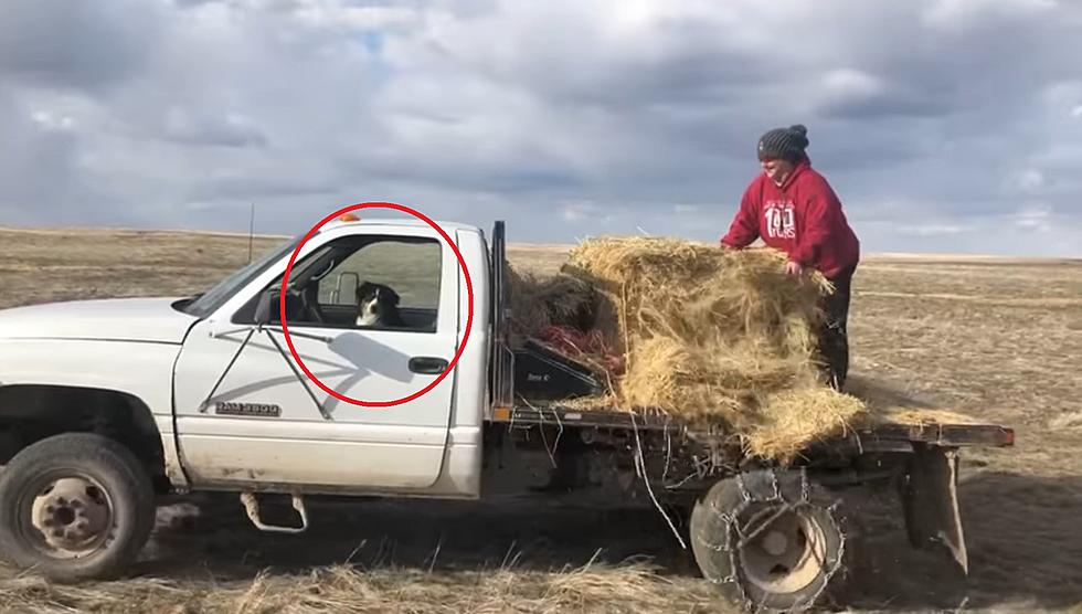 Watch a Wyoming Woman Feed the Cattle While Her Dog Drives