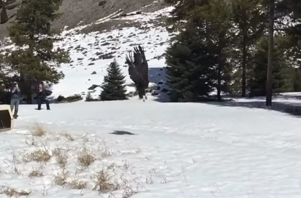 Freedom Flies: Watch Rescued Eagle Hit By Car Return to the Skies