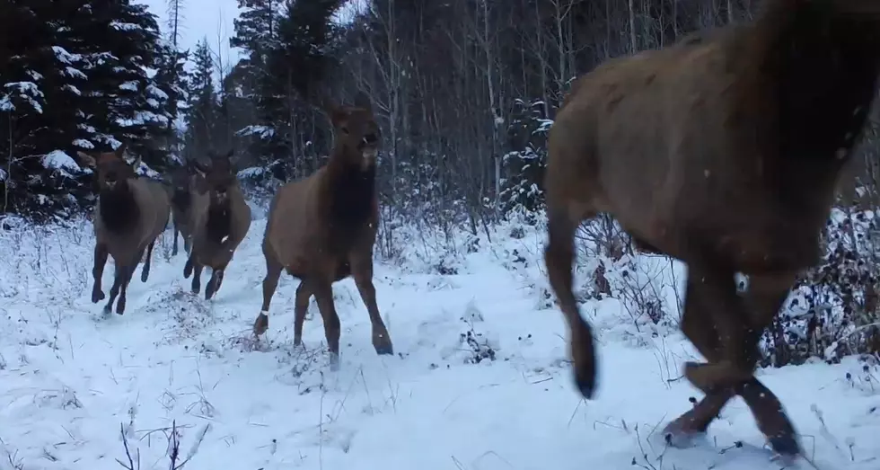 Trail Cam Video Shows a Stampede of Dozens of Glorious Elk