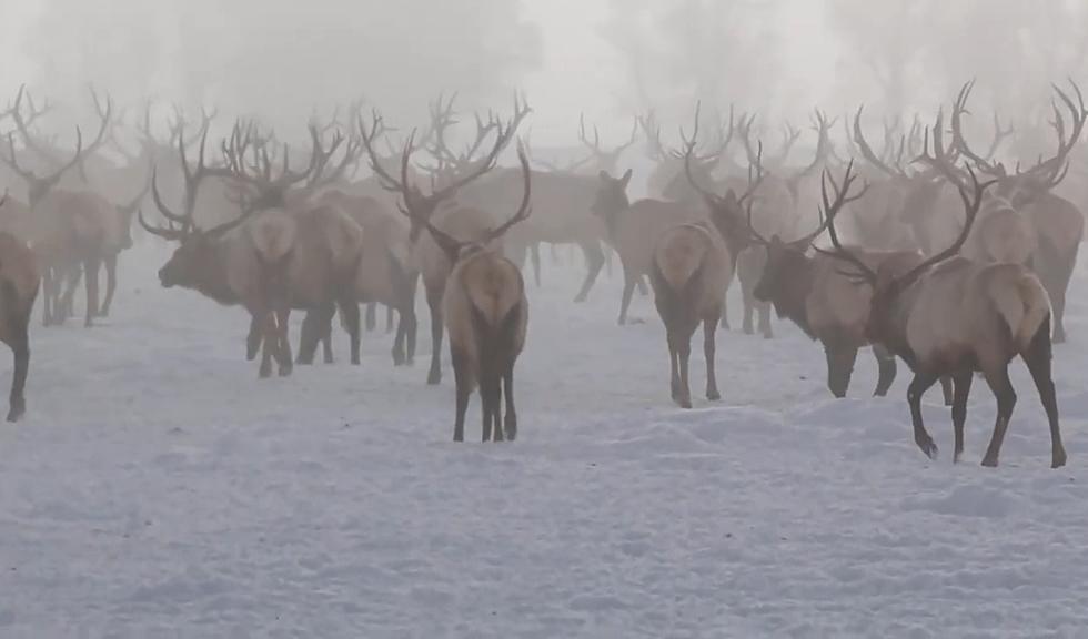 Here’s Video of a Bazillion Wyoming Bull Elk Just Because We Can