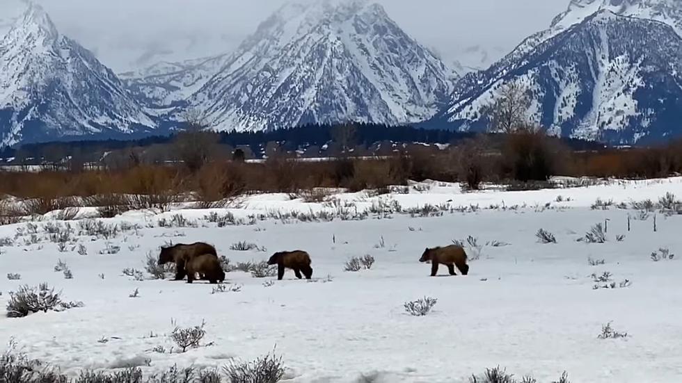 New Video Shows Grizzly 399 and Her Cubs Out of Hibernation Now