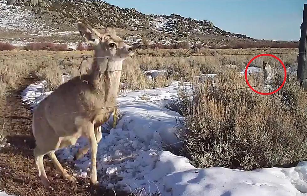 WATCH: Coyote Surrounded By Deer, But Leaves Hungry