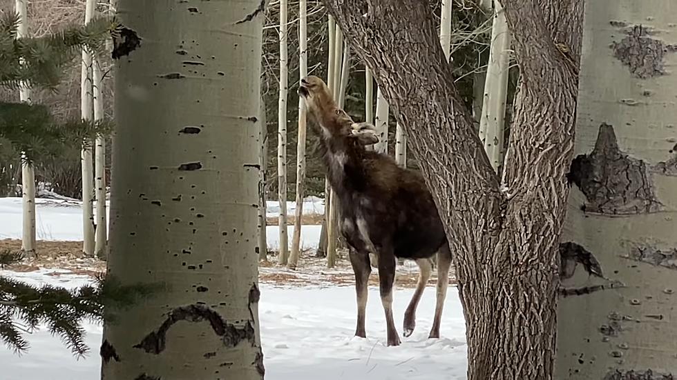 Wyoming Neighborhood Wakes Up to Find Moose Eating Their Trees
