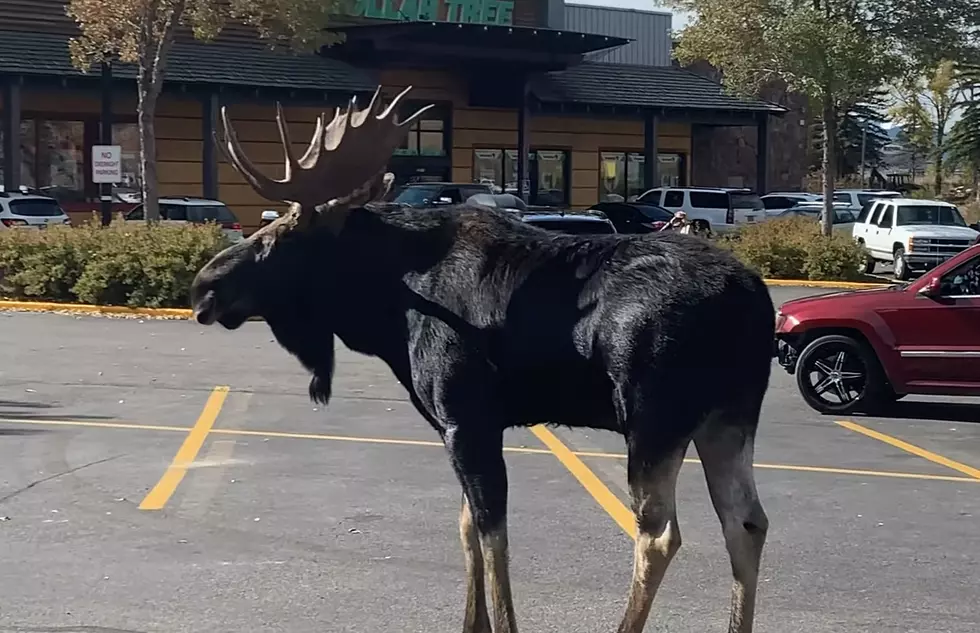 Wyoming Flashback: When a Moose Family Went Shopping in Jackson