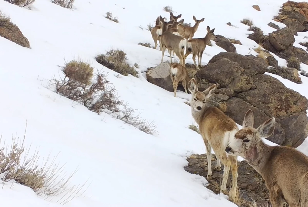 Wyoming Mule Deer Population Suffering, Fish Are Thriving