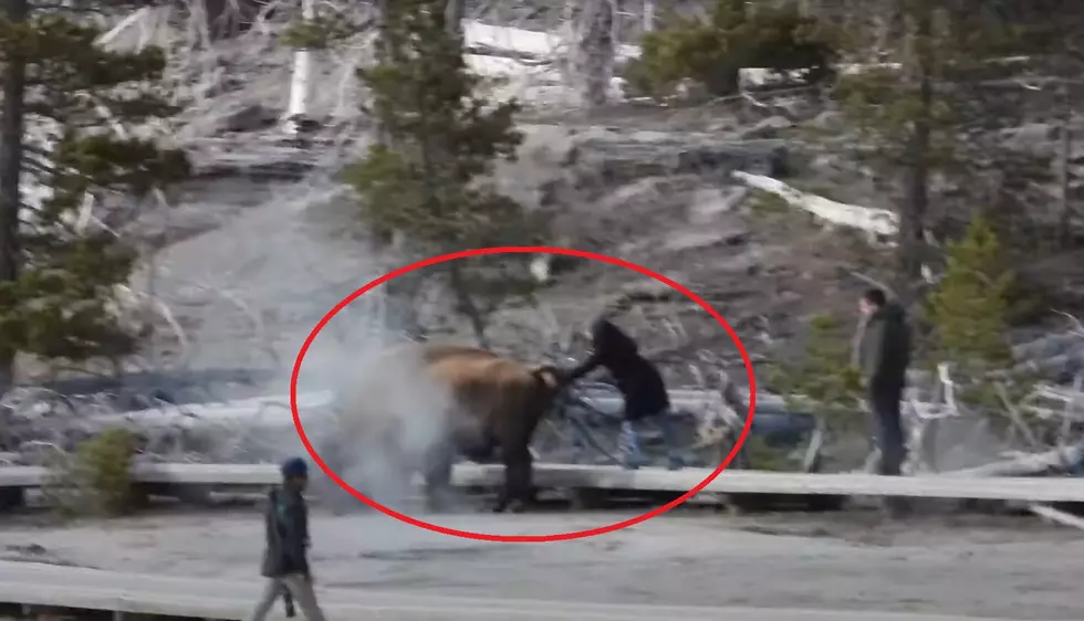 Touron Alert: Yes, a Woman Really Did Pet a Bison at Yellowstone