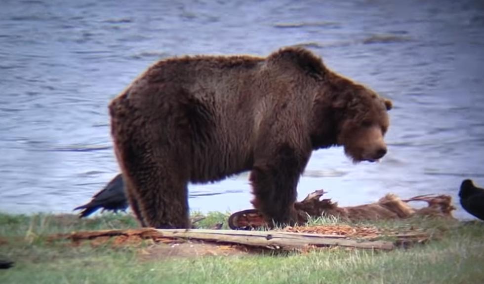 Remembering a Yellowstone Legend: The Grizzly Known as Scarface