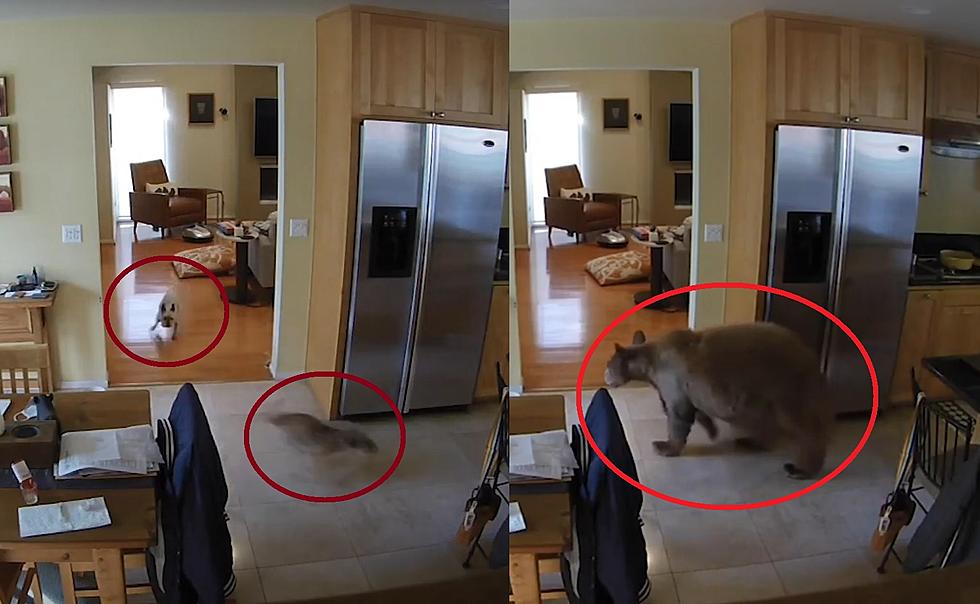 Watch Bear Break Into House, Get Chased Off By 2 Fierce Terriers