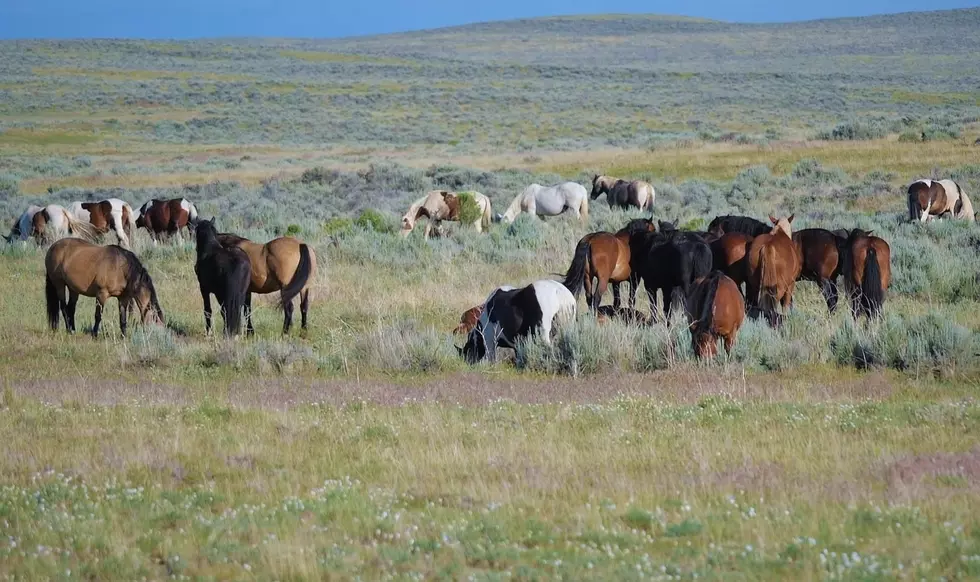 Enjoy this Video Panorama of 100 Wyoming Wild Horses Just Because