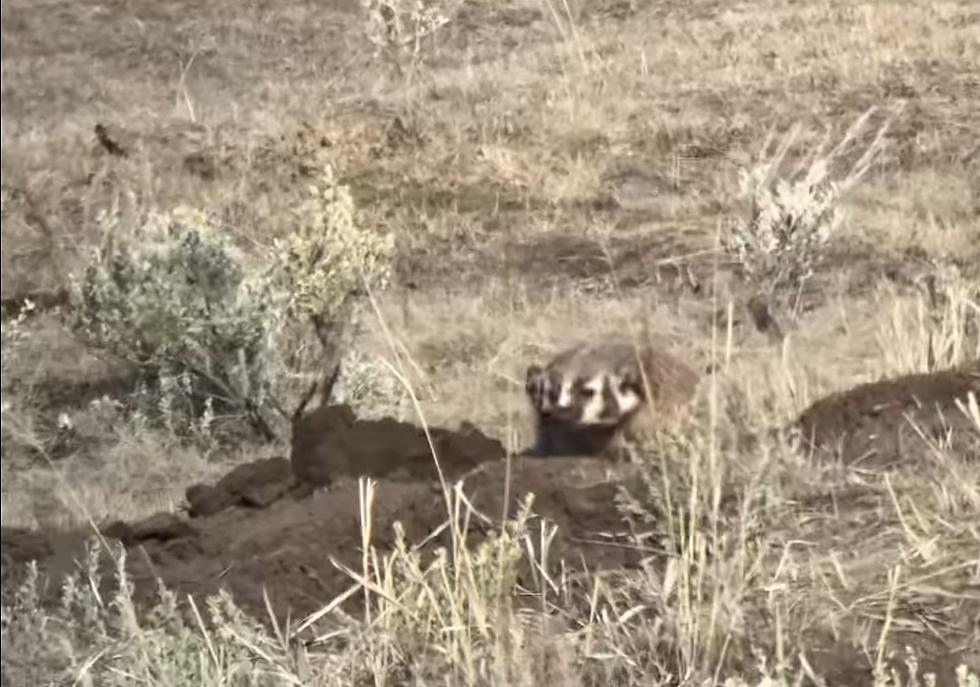 Yellowstone Badger Spotted and He Was Shockingly Digging a Hole