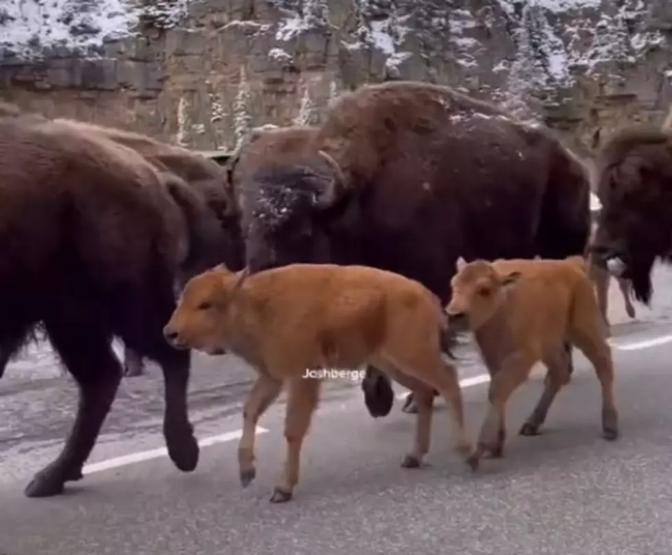 Viral TikTok Shows a Herd of Bison in YNP with Newborn Babies