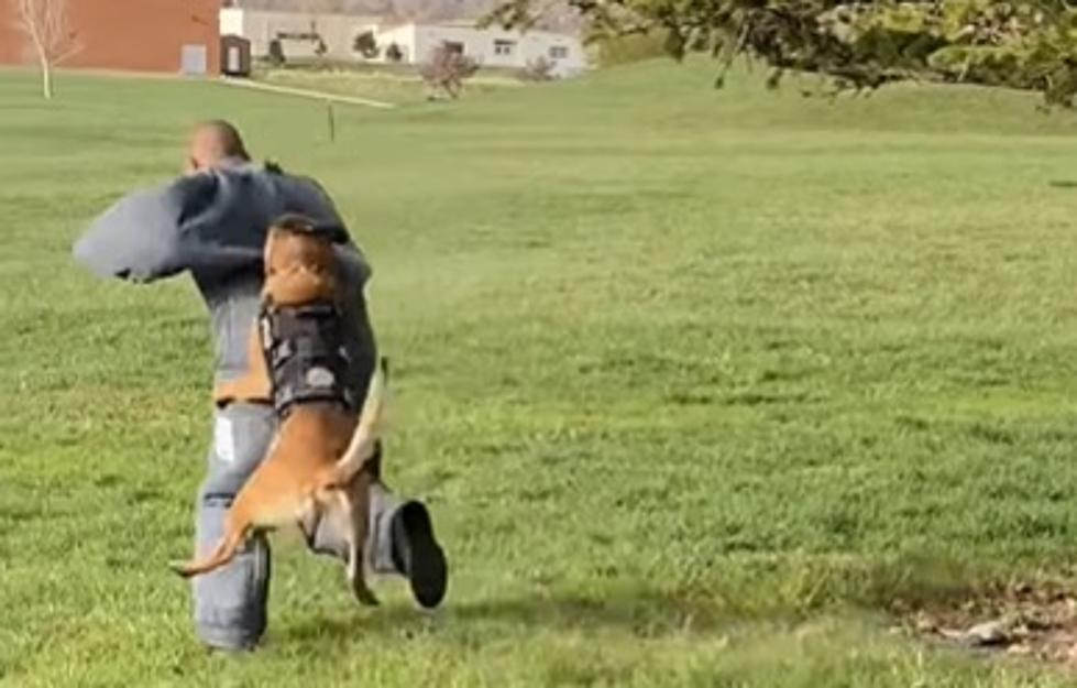 Casper Police K9 Banjo Shows Why You Shouldn’t Run From Him