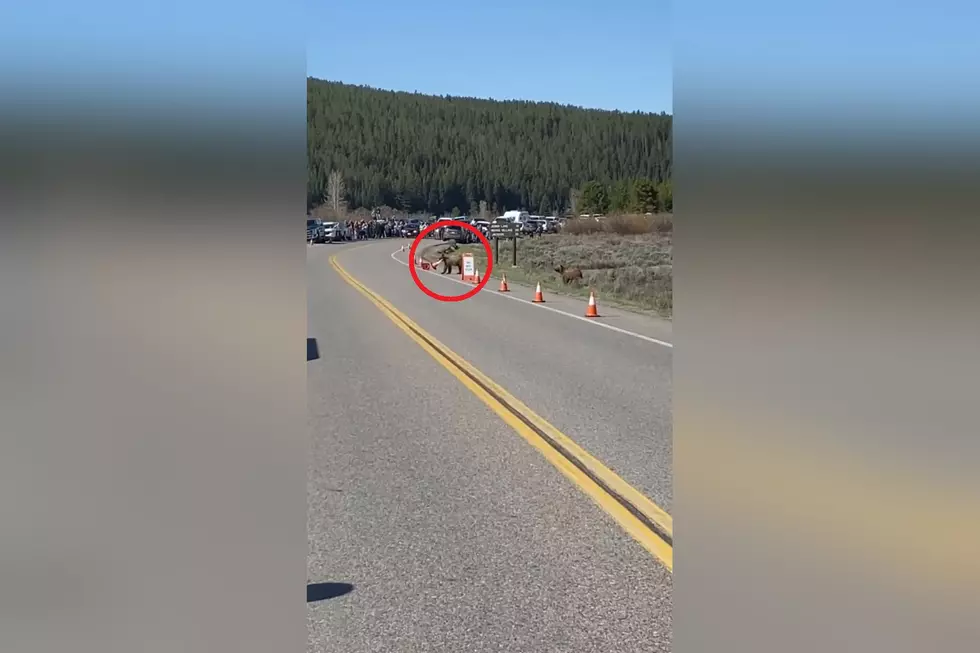 That Moment a Wyoming Grizzly Cub Relocated a Traffic Cone