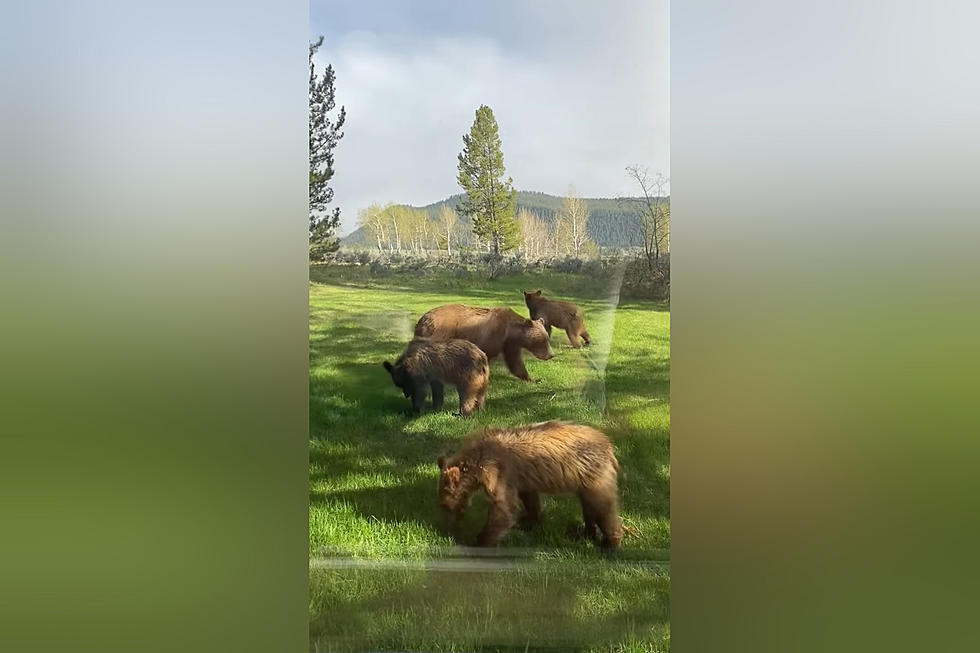 Wyoming Family Surprised to Learn Their Yard Being Mowed by Bears
