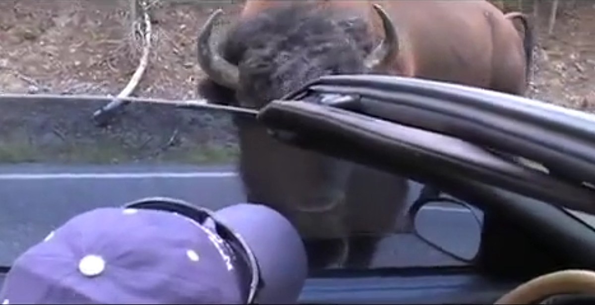 Grumpy Yellowstone Bison domina el vehículo mientras se acerca sigilosamente