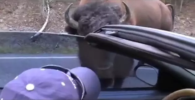 Grumpy Yellowstone Bison Decided To Headbutt Vehicle For No Good Reason