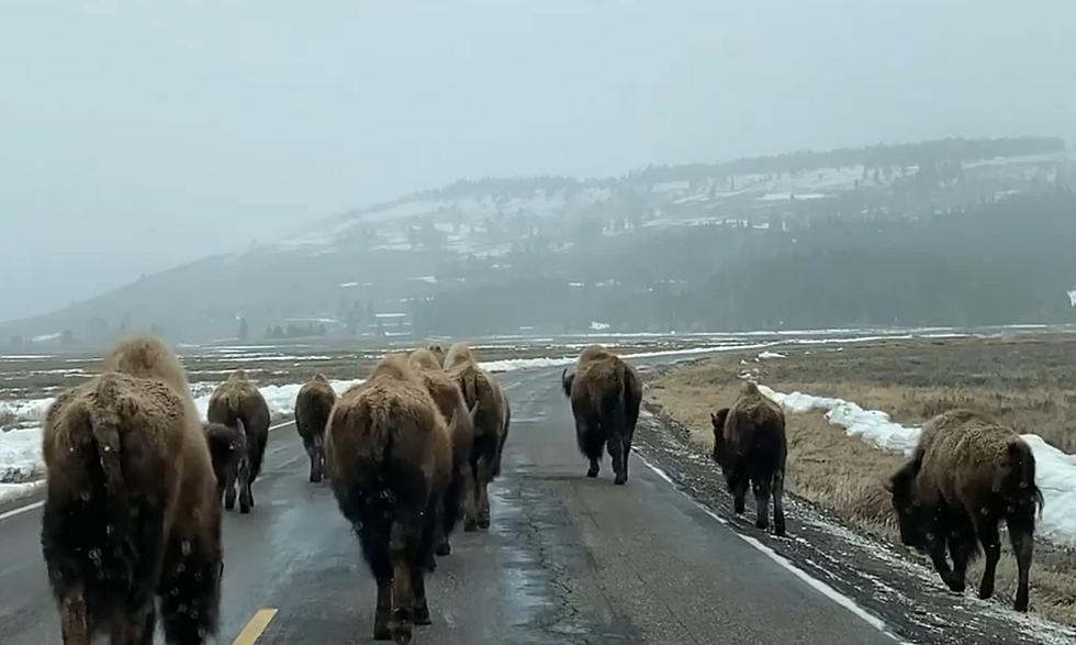 Very Slow-Moving Wyoming "Bison Jam"