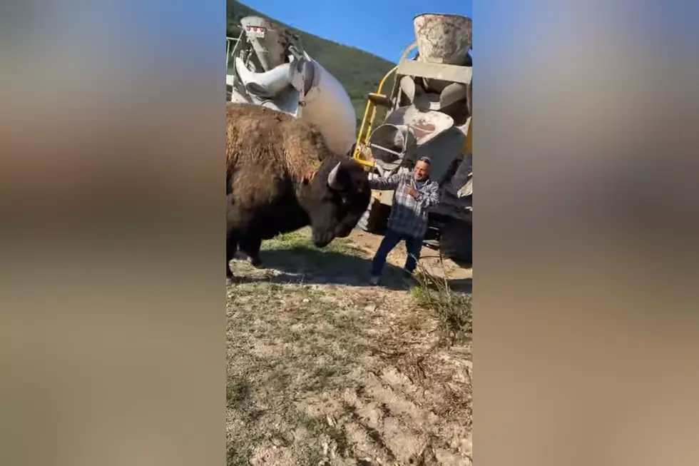 Watch Guy Pet Bison, Get Head-Butted as a Violent Thank You