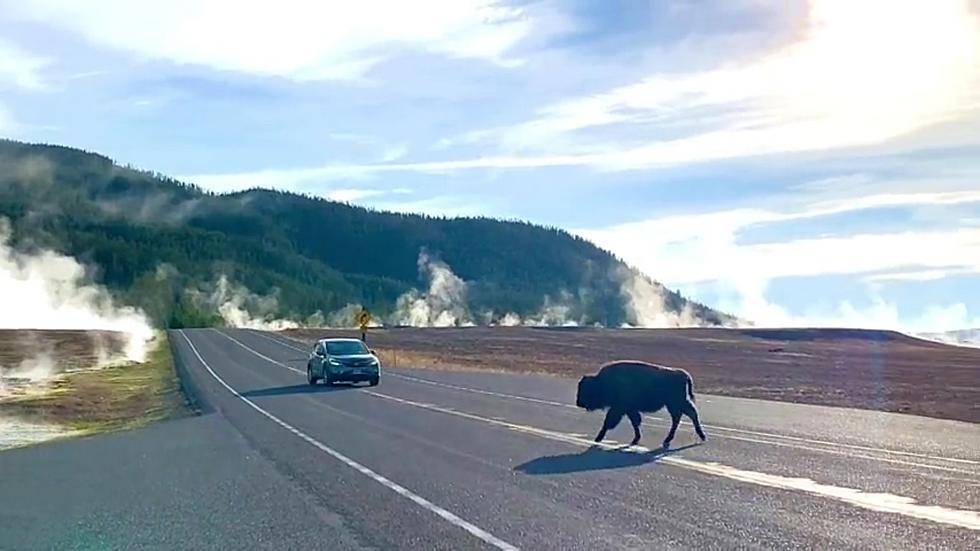 Driver Doesn’t Slow Down and Spooks Bison in Yellowstone
