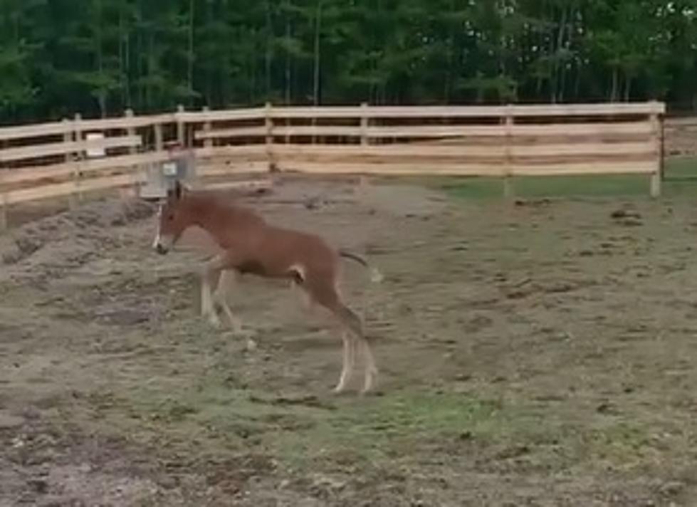 This Adorable Filly Is Giving Us All The Good Vibes We Need Today