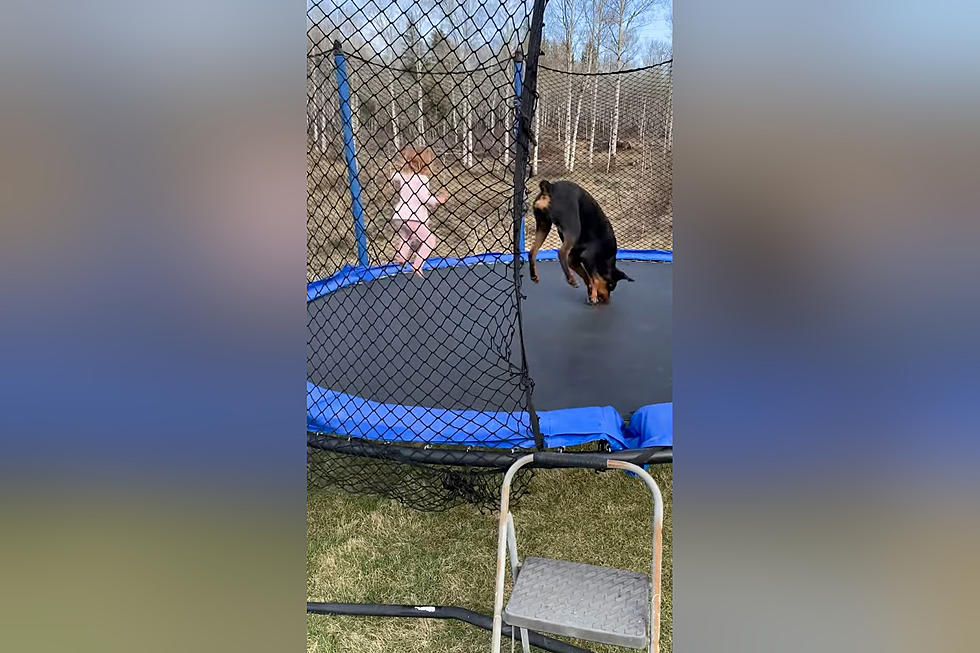 Watch a Wyoming Girl and Her Dog Bounce on a Trampoline Together