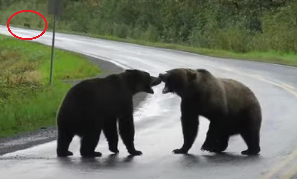 Two Grizzlies Battle While a Lone Wolf Watches in the Distance