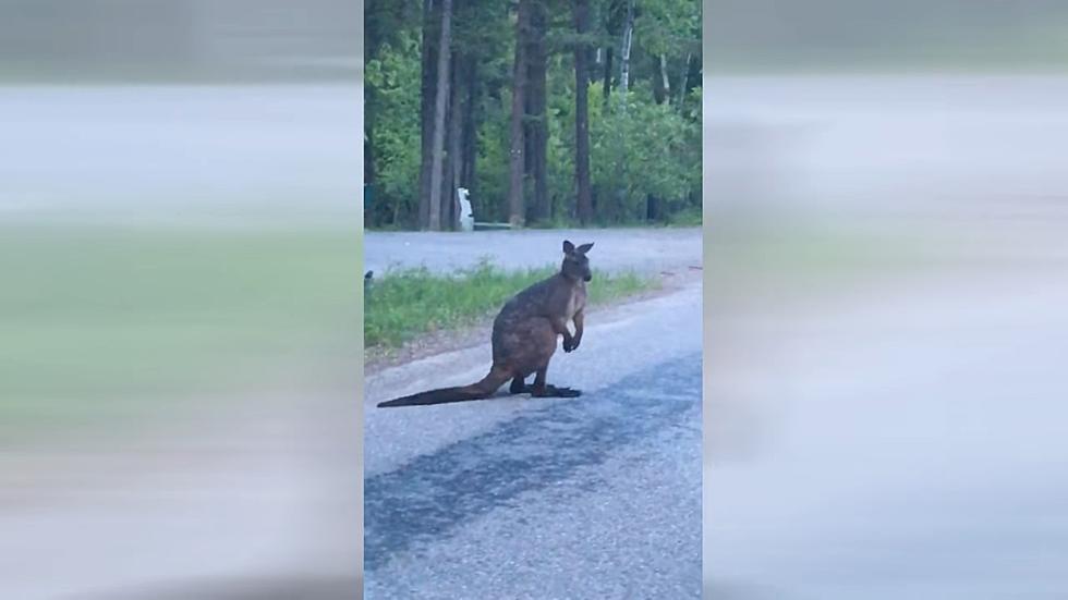 Woman Shares Video of a Kangaroo in Montana &#8211; Yes, a Kangaroo