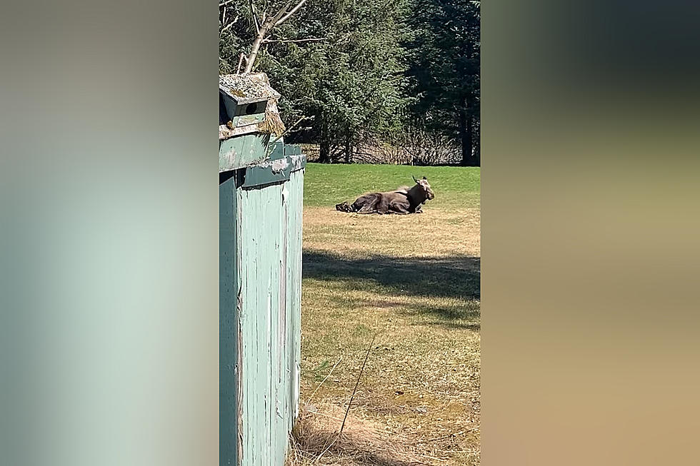 Family Shocked to Learn a Moose Has Given Birth in Their Backyard