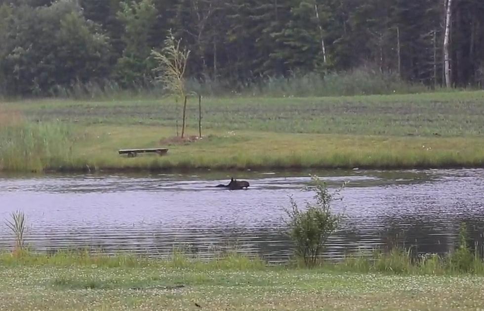 Moose Pro-Tip: To Get Rid of Flies, Go for a Relaxing Swim