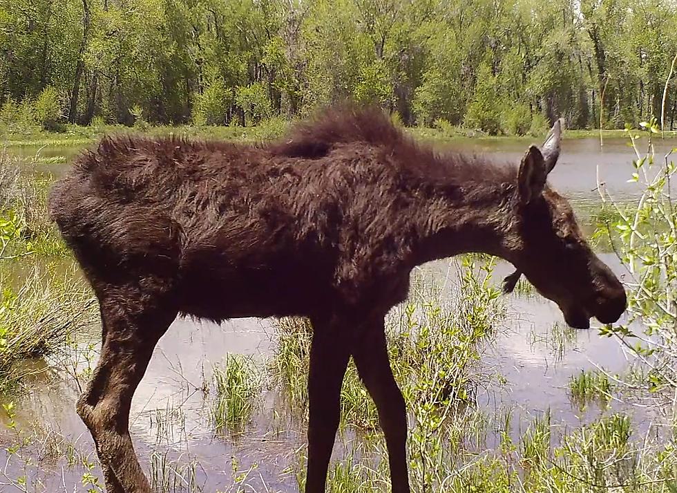 Watch a Working Wyoming Ranch’s Entire Spring of Trail Cam Videos