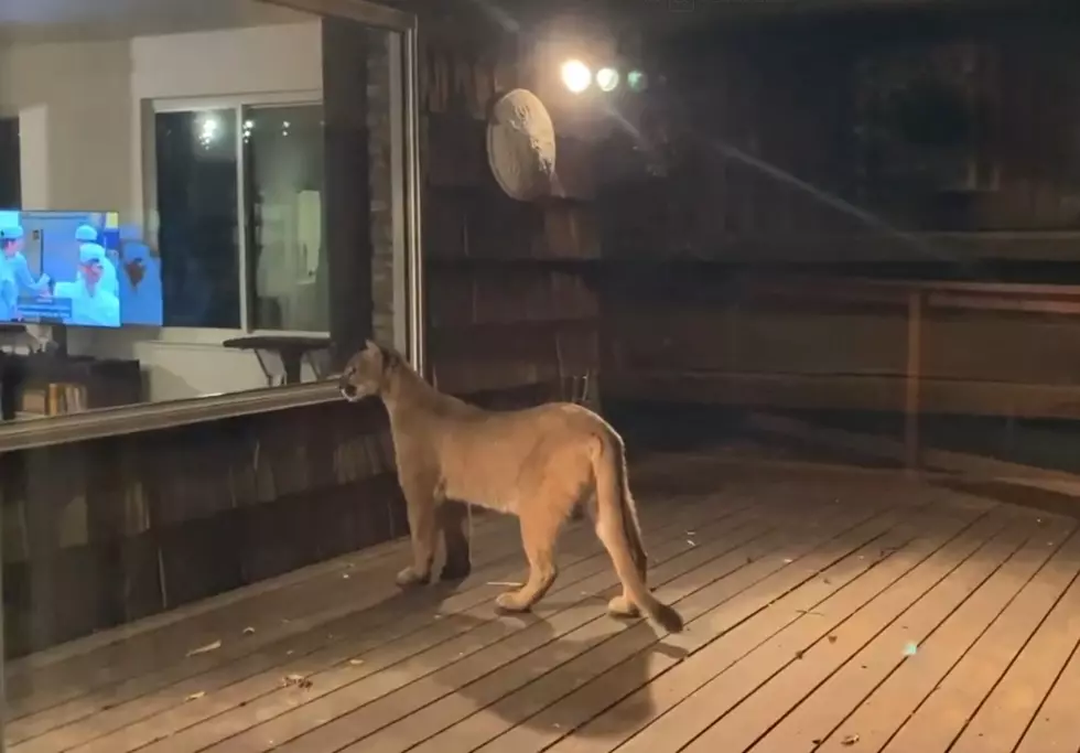 Family Shocked to Learn a Mountain Lion is Watching TV with Them