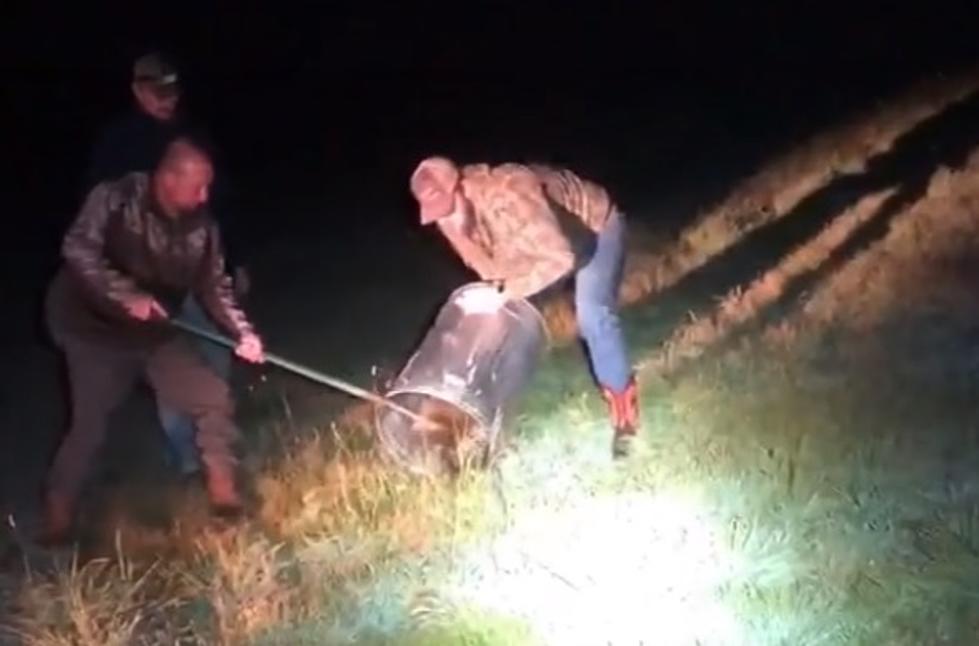 Hilarious Video of Wyoming Rednecks Versus Large Porcupine