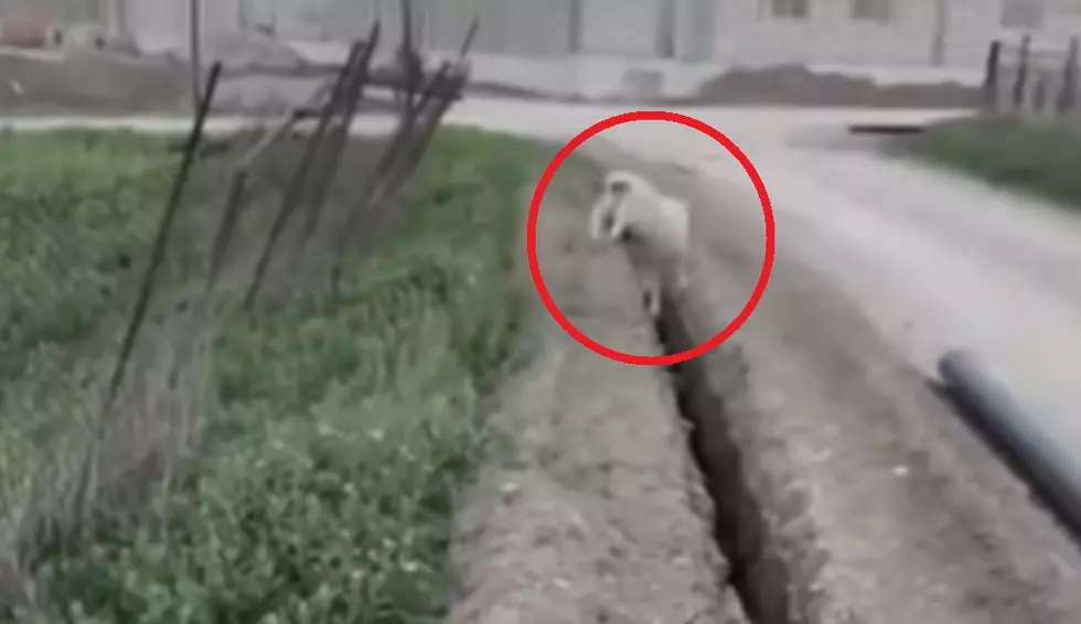 You&#8217;ll Probably Laugh Hard at this Sheep Jumping into a Ditch
